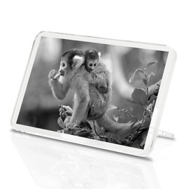 1 x Fridge Magnet - Mother Baby Monkey Wildlife #36505