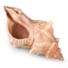 Giant Natural Conch Shell, Striped Fox Conch Seashell 6 inches,