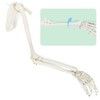 EVOTECH SCIENTIFIC Human Upper Limb Skeleton Anatomical Model, Life Size