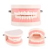 Dental Model, Dental Standard Teeth Model Tooth Brushing Model PVC