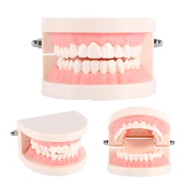 Dental Model, Dental Standard Teeth Model Tooth Brushing Model PVC Dental Demonstration Teeth Model for Science Education Curriculum Support