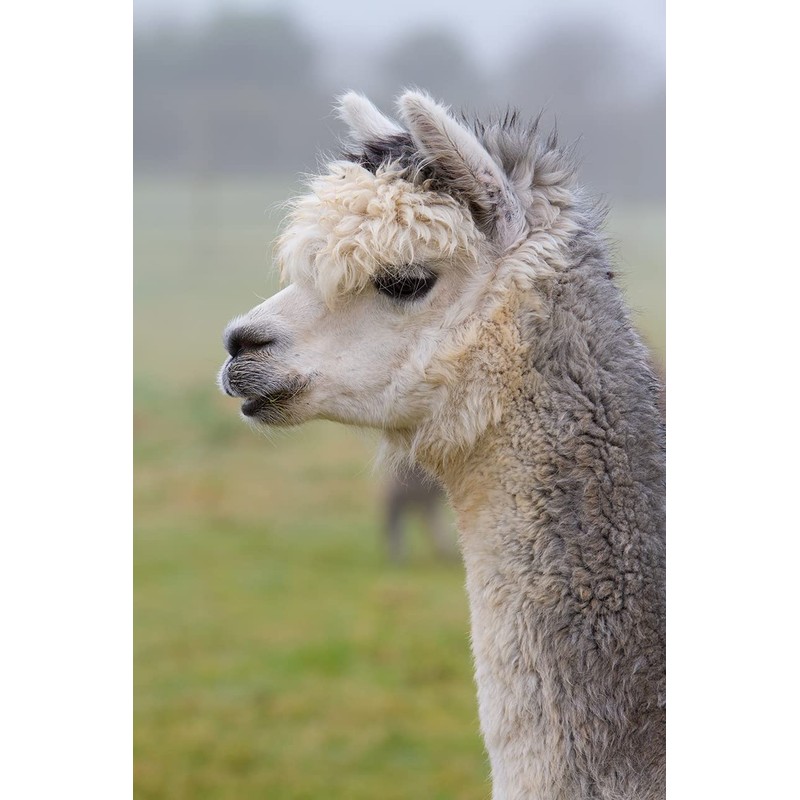 Inca Fashions - 100% Baby Alpaca Hand Knit Chunky Cable