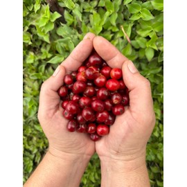 Café Mesa de los Santos – Premium Colombian Whole Bean Coffee, Medium Roast, 16 Ounce Bag – Organic Certified, Hand Picked, Shade grown, single origin, roasted at origin