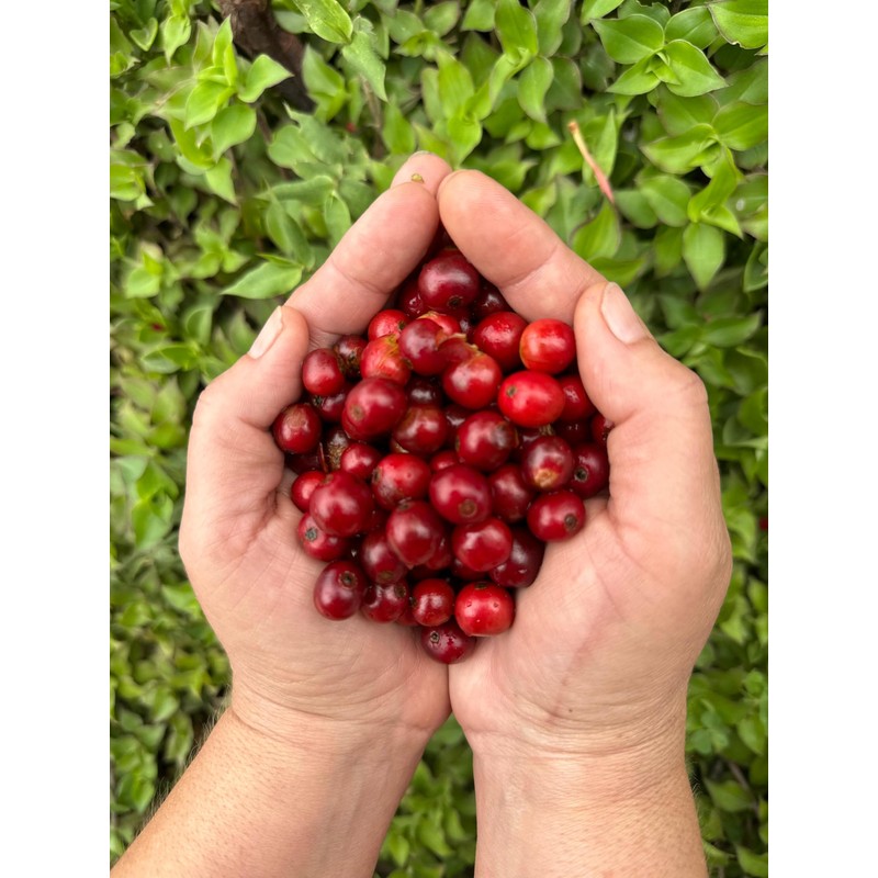 Café Mesa de los Santos – Premium Colombian Whole Bean