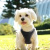 Soft Mesh Air-Mesh Dog & Cat Harness - Comfortable Padded