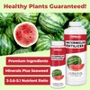 Watermelon Fertilizer for Watermelon, Feeds All Varieties, Liquid Fertilizer by