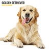 Golden Retriever 2025 Modern Calendar
