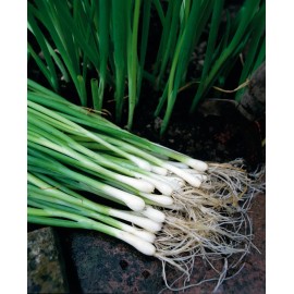 Southeast Seeds White Lisbon Bunching Onion Seeds, Scallions, NON-GMO, Heirloom, FREE SHIPPING - 32k Seeds or 1/4 LB