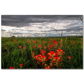 Wildflower Photography Print (Not Framed) Picture of Indian Paintbrush Bringing Color to Stormy Day in Oklahoma Country Wall Art Farmhouse Decor 4x6 to 30x45