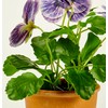 Worth Imports 10" Blue Pansy in 4" Pot Plant