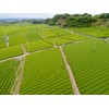 Akahori Shoten Shizuoka Tea Workshop Delicious Tea 11.6 oz (330