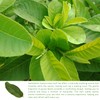 Herbalista - Wildcrafted Whole Guava Leaf Tea | 4oz (113g),