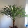 CEMEHA SEEDS - Seeds Canary Palm Tree (Scientific Name: Phoenix