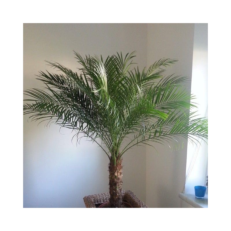 CEMEHA SEEDS - Seeds Canary Palm Tree (Scientific Name: Phoenix