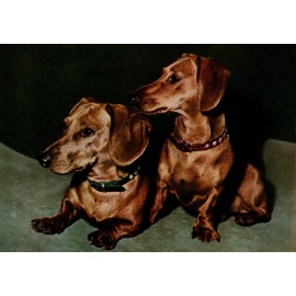 Two Red Dachshund Dog Dachshunds Smooth Coat Postcard Popp-Verlag Heidelberg New