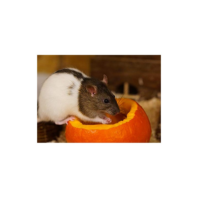 Rat Blank Greeting Card - Landscape