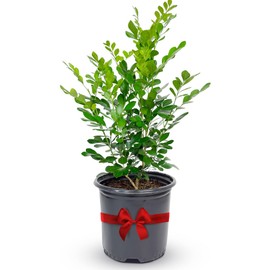 Orange Jasmine Plant Live, Delightful Star Jasmine Live Plant, Highly Fragrant Real Plants Outdoor, Ornamental Flowering House Plants, Aromatic Indoor Tree No Shipping to CA, AZ,TX,LA by Via Citrus