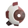 Unbranded Human Eye Anatomical Model Medical Eyeball Enlarged Explanation Model