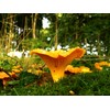 RAISE ME UP: Chanterelle Mushrooms Spores Non GMO Heirloom 100