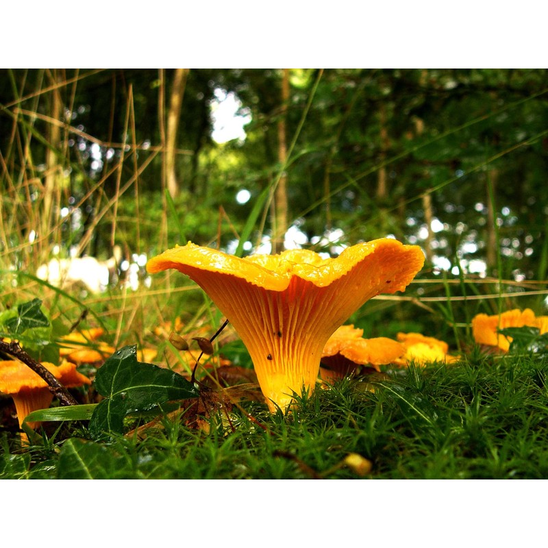 RAISE ME UP: Chanterelle Mushrooms Spores Non GMO Heirloom 100