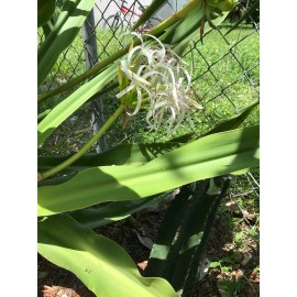 White Giant White Lilly (Crinum Asiaticum)/Spi