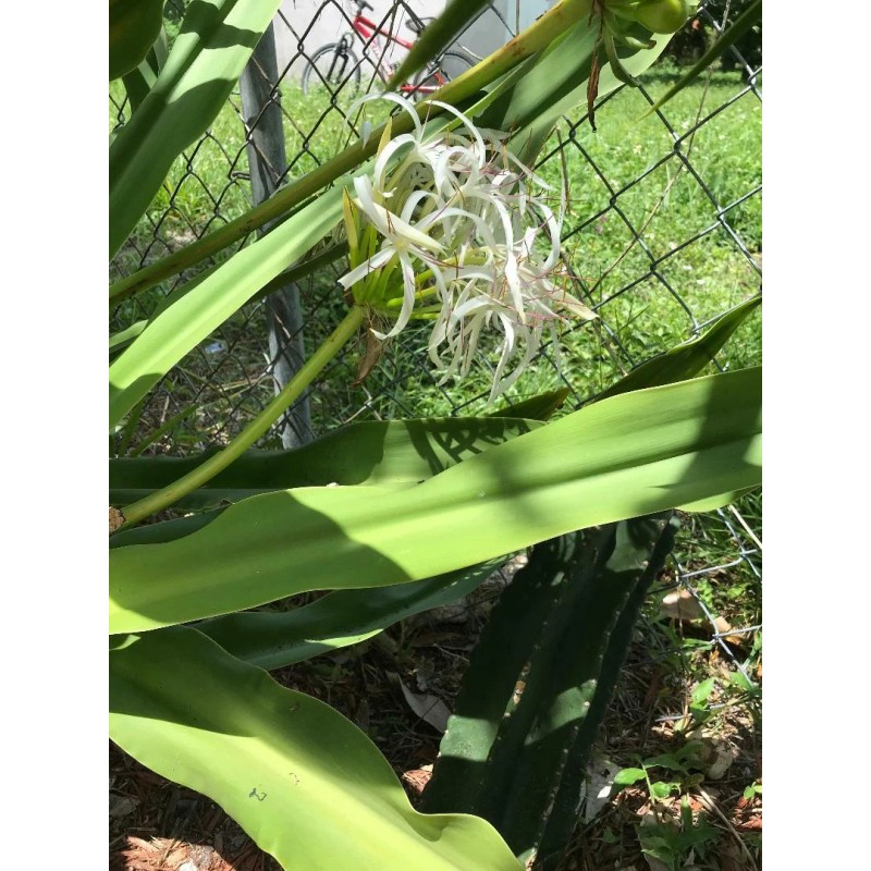 White Giant White Lilly (Crinum Asiaticum)/Spi