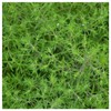 Everwilde Farms - 1 Oz Summer Savory Herb Seeds -