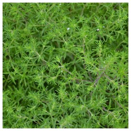 Everwilde Farms - 1 Oz Summer Savory Herb Seeds - Gold Vault