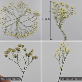 50 pcs Real Pressed Dried Flowers Mini White Gypsophila Baby's Breath for Wedding Invitation Resin DIY Art Floral Decors