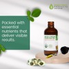Moringa Oil, Cold Pressed 100% Pure, Food Grade