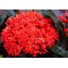 Super King Tropical Ixora Live Plant Flowering Shrub Large Clusters