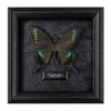 Real Handmade Taxidermy Butterfly Framed Gothic Baroque Art Home Decor