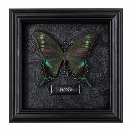 Real Handmade Taxidermy Butterfly Framed Gothic Baroque Art Home Decor