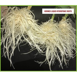 Hormex Vitamin B1 Rooting Hormone Concentrate | Prevents Transplant Shock | Accelerates Growth | Stimulates Roots | for All Plant Varieties and Grow Mediums Including Hydroponics (128 oz)