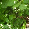 Fresh 12 ORGANIC Bay Leaf Lauras Nobilis, Coastal Camarillo FRESH