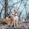 haapaw Reflective Dog Collar Padded with Soft Neoprene Breathable Adjustable