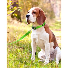 FunTags Reflective Dog Collar, Sturdy Nylon Collars for Medium Girl and Boy Dogs, Adjustable Dog Collar with Quick Release Buckle, Green