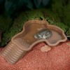 Flushbay Extra Large Reptile Bathing Pool Reptile Feeding Dish Water