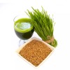Mai's Family [ WHOLESALE ] Wheat Grass Seed- Guaranteed to
