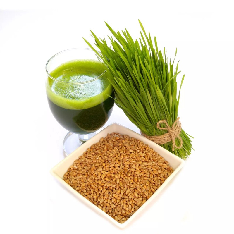 Mai's Family [ WHOLESALE ] Wheat Grass Seed- Guaranteed to