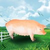 6pcs/set Simulation Farm Animal Toys Realistic Plastic Animal Figurines Farm