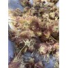 mimosa Dried Silk Mimosa Tree Pink Flowers Leafs Tea Tincture