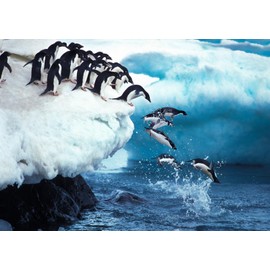 CORFOTO 8x6ft Fabric Penguin Photography Backdrop Winter Antarctic Scene Background Penguin Themed Party Decorations Baby Shower Backdrop Wedding Anniversary Photoshoot Studio Booth Props