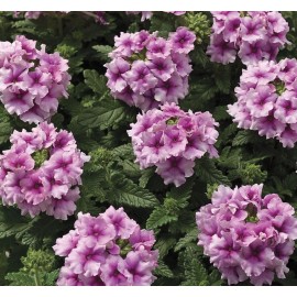 Verbena Seeds Logro Orchid 50 Flower Seeds