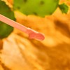 Essence Cosmetics YEE HAW! plumping lip oil, plumping, shiny, shimmery