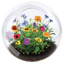 Blossom Your Own Wild Flower Glass Terrariums by Unique Gardener, Terrarium Starter Kit with Complete Supplies, Quick Blooms, Easy Care Ideal for Indoor Plant Home or Office!