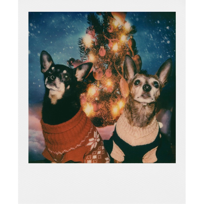 【国内正規品】 Polaroid Originals インスタントフィルム Color Film for 600 カラーフィルム 8枚入り