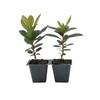 2 Arbutus Unedo Live Strawberry Tree Plants – Sweet Resilient
