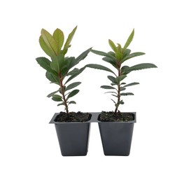 2 Arbutus Unedo Live Strawberry Tree Plants – Sweet Resilient Beauty, Thriving in 2.5" Nursery Cubes