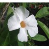 White BOLIVENSIS Mandevilla Dipladenia Tropical Vine Live Plant Lightly Fragrant